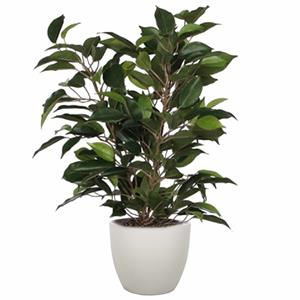 Mica Decorations Groene ficus kunstplant cm met plantenpot taupe D13.5 en H12.5 cm -