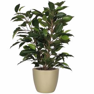Mica Decorations Groene ficus kunstplant cm met plantenpot parelgoud D13.5 en H12.5 cm -