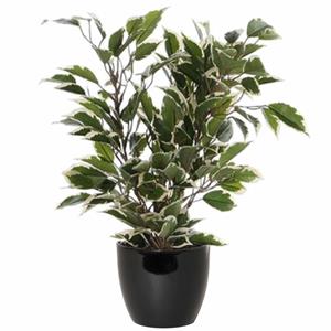 Mica Decorations Groen/witte ficus kunstplant cm met plantenpot zwart D13.5 en H12.5 cm -