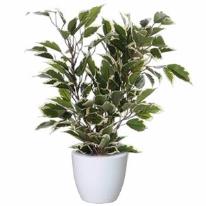 Mica Decorations Groen/witte ficus kunstplant cm met plantenpot glanzend wit D13.5 en H12.5 cm -