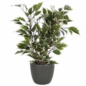 Mica Decorations Groen/witte ficus kunstplant cm met plantenpot mat antraciet grijs D13.5 en H12.5 cm -