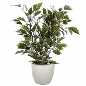 Mica Decorations Groen/witte ficus kunstplant cm met plantenpot taupe D13.5 en H12.5 cm -