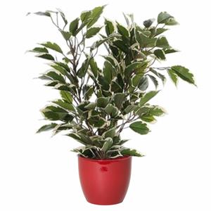 Mica Decorations Groen/witte ficus kunstplant cm met plantenpot wijnrood D13.5 en H12.5 cm -