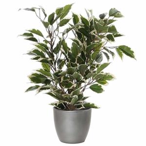 Mica Decorations Groen/witte ficus kunstplant cm met plantenpot zilver metallic D13.5 en H12.5 cm -