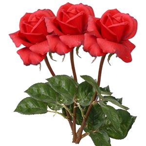 TopArt Kunstbloem roos Caroline - 3x - rood - 70 cm - zijde - kunststof steel - decoratie bloemen -