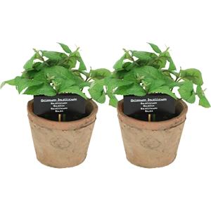 True to Nature Kunstplant/kruiden basilicum - 2x - in oude terracotta pot - 18 cm - kruiden -
