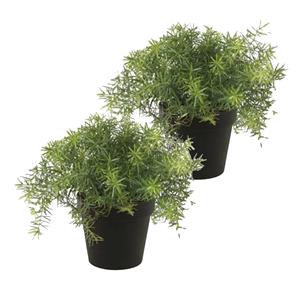 Merkloos Kunstplant Asparagus - 2x - groen - in zwarte pot - 25 cm -