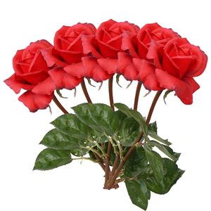 TopArt Kunstbloem roos Caroline - 5x - rood - 70 cm - zijde - kunststof steel - decoratie bloemen -