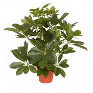 Merkloos Groene Schefflera/baby struik kunstplant 55 cm voor binnen -