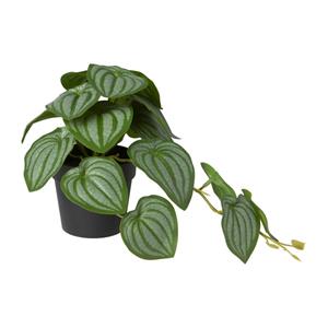 Xenos Kunstplant peperomia - 17 cm