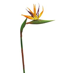 Bellatio Design Kunstbloem Strelitzia/paradijsvogelplant - cm - losse steel - kunst zijdebloem -