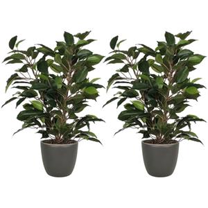 Mica Decorations 2x stuks groene ficus kunstplant cm met plantenpot mat antraciet grijs D13.5 en H12.5 cm -