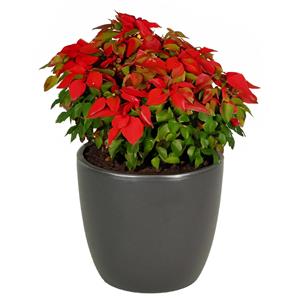 Bellatio flowers & plants Hortensia kunstplant met bloemen lichtroze - in pot antraciet grijs - cm hoog -