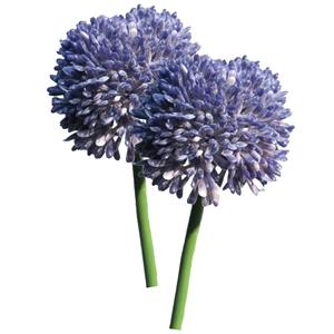 Bellatio Design Allium/Sierui Globemaster kunstbloem - 2x - losse steel - paars - cm - Natuurlijke uitstraling -