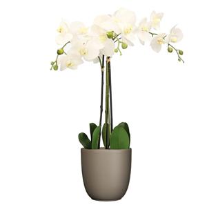 Mica Decorations Orchidee kunstplant wit - 75 cm - inclusief bloempot taupe mat -