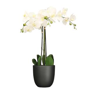Mica Decorations Orchidee kunstplant wit - 75 cm - inclusief bloempot zwart mat -