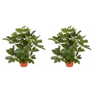 Bellatio flowers & plants 2x Groene Schefflera/baby struik kunstplanten 55 cm voor binnen -