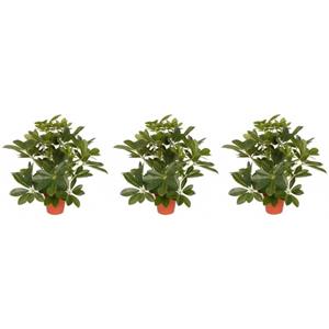 Bellatio flowers & plants 3x Groene Schefflera/baby struik kunstplanten 55 cm voor binnen -