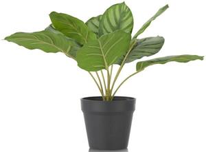 Calathea Orbifolia 45cm kunstplant