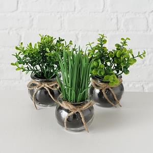 Boltze Home Sukkulente In Pot Ø13x15cm
