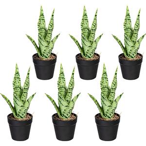 Sanseveria mini-uitvoering, VE = 6 stuks, hoogte ca. 270 mm, groen-grijs, in een kunststof pot