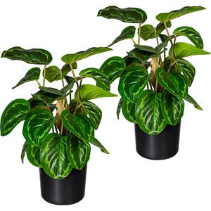 Maranta, VE = 2 stuks, hoogte 450 mm, in een kunststof pot met aarde