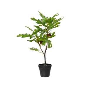 Decoris Vijgenboom In Pot 40cm X W.35cm X H.60cm