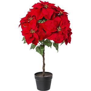 Poinsettia-stam, kunststof pot, hoogte 750 mm