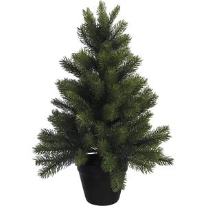 Kamerspar in pot, groen, hoogte 60 cm, 135 punten