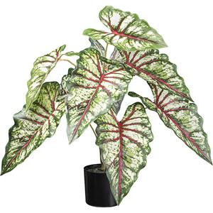 Syngonium, kunststof pot, 2-delige set, hoogte 660 mm