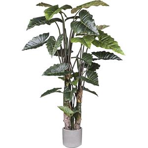 Taroplant, pot van cement, hoogte 2600 mm