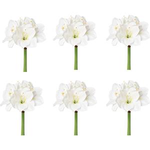 Amaryllis, wit, VE = 6 stuks, totale hoogte 560 mm