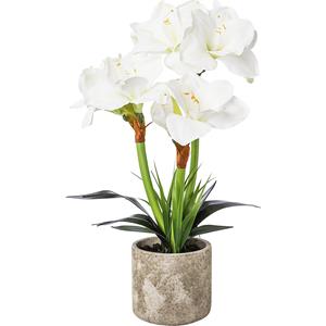 Amaryllis, in pot van cement, wit, totale hoogte 550 mm