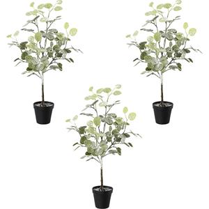 Eucalyptus in pot, ijzig, VE = 3 stuks, totale hoogte 580 mm