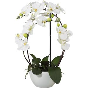 Phalaenopsis, hoogte 520 mm, in een keramieken pot, bloemen wit, 3D-print