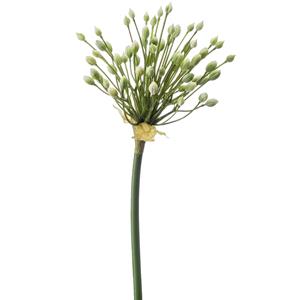 Emerald Allium/Sierui kunstbloem - losse steel - creme - 70 cm - Natuurlijke uitstraling -