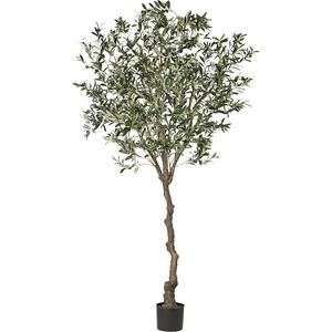 Olijfboom, hoogte 2400 mm, in een kunststof pot