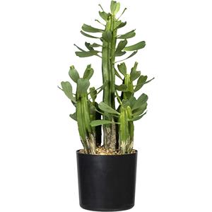 Euphorbia, in een kunststof pot, zwart, hoogte 400 mm, met grind