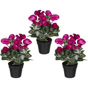 Cyclamen, in een kunststof pot, VE = 3 stuks, fuchsia, hoogte 300 mm