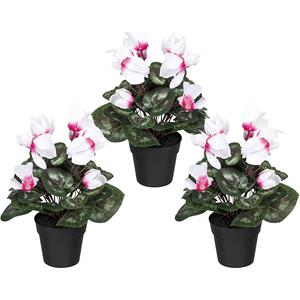 Cyclamen, in een kunststof pot, VE = 3 stuks, wit-pink, hoogte 300 mm