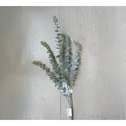 Buitengewoon de boet Eucalyptus tak groen 78 cm - 