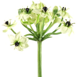 Countryfield Heracleum Lavilla groen - 