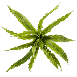 Emerald Fern asplenium bush x15 30 cm kunstbloem zijde nepbloem - 