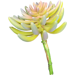Buitengewoon de boet Kunst Sedum rupestre plant 14 cm green - 