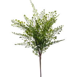 Emerald Fern adianthum bush 40 cm green - 