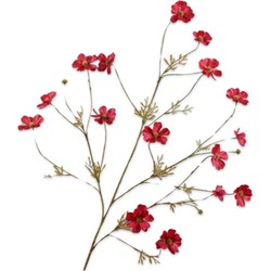 Silkka Cosmostak l104 cm rood - 