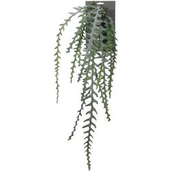 Emerald Cactus epiphyllum l90 groen header - 