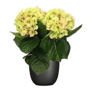 Merkloos Hortensia kunstplant/kunstbloemen cm - groen/roze - in pot zwart mat -