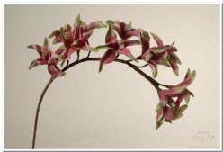 Decoflorall Cymbidium Orchideetak 1pc foam op=op Cymbidium Orchi