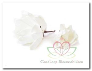Decoflorall Magnolia foambloem Kort White Wit DOOS 12 stuks Magnolia